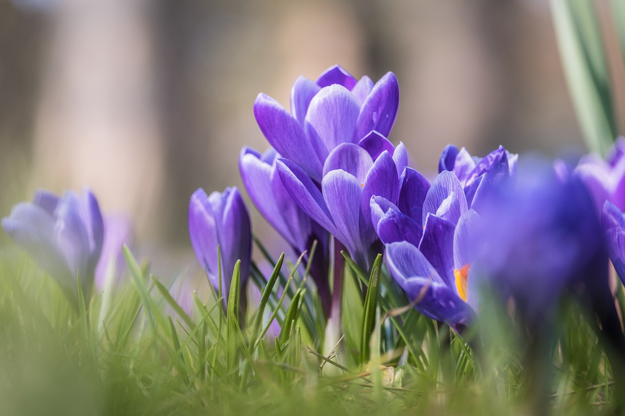 crocus, crocus flowers, flower-7833497.jpg